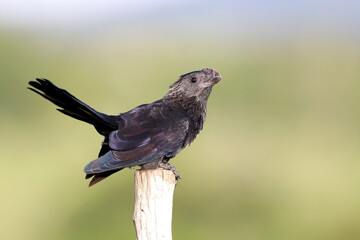 Fototapeta premium Smooth-billed Ani (Crotophaga ani), isolated, perched on a fence.