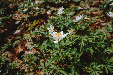 snowdrops in the forest in the middle of the spring