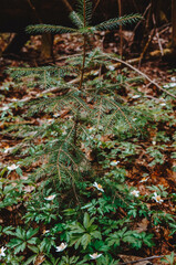 a small spruce in the forest in the middle of spring