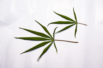 Marijuana leaves. Top view. vegetation period. Cannabis on a white background. Beautiful background. cultivation. Cannabis Plant.