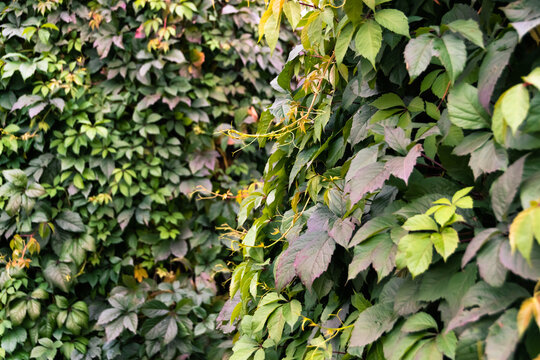 Maiden grapes as background of wide leaves. Parthenocissus quinquefolia is fast-growing vine. Young shoots are reddish, then dark green. Ornamental plant for vertical gardening.