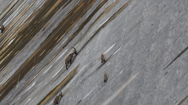 Alpine ibexes climb the steep walls of the Barbellino dam to lick the saltpetre, an efflorescence that forms on concrete buildings. Orobie alps. Italian alps. Wonders of nature
