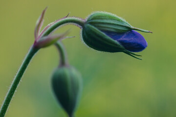 medicinal plant Meadow geranium (Geranium pratense) close up in their natural habitat. Selective focus	