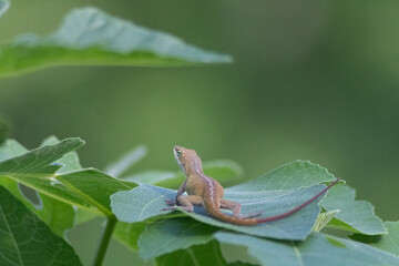 lizard on a leaf
