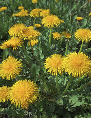 Yellow dandelions grow in green grass ...