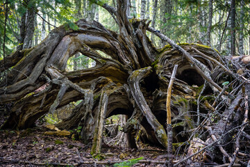 Old dry roots trees turned out of the ground.
