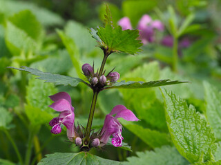 Taubnesselblüten