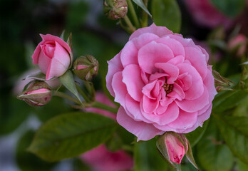 Rose rampicanti rosa