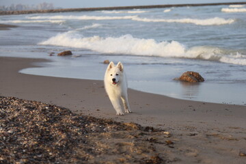 dog at the beach
