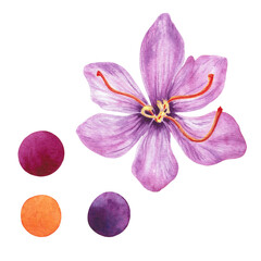 Saffron Flower Closeup plus Colors Dot Chart.  Hand-Drawn Botanical Watercolor Set  for Wallpaper, Banner, Textile, Postcard or Wrapping Paper
