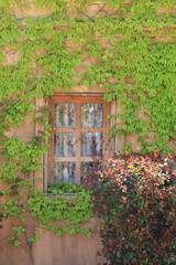 old wall with wooden window and green vegetation