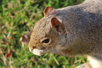 Obraz premium squirrel in the park