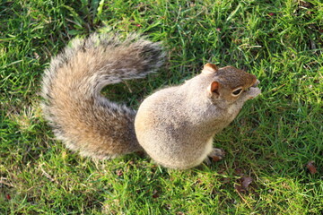 squirrel in the park