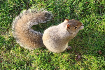 squirrel in the park