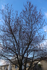 Fototapeta premium trees and sky