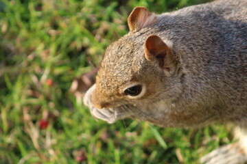 squirrel in the park
