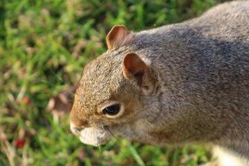 squirrel in the park