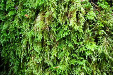 Feathery green moss closeup