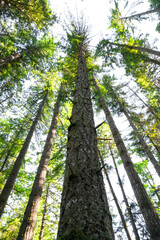 A towering fir tree