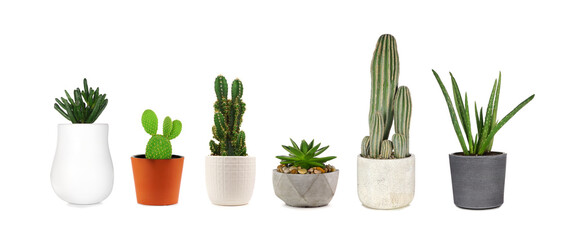 Group of various indoor cacti and succulent plants in pots isolated on a white background