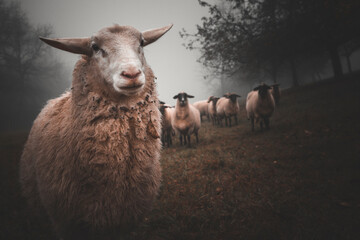 The Silence of the Lambs 