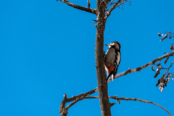 Little woodpecker sits on a tree trunk. The great spotted woodpecker, Dendrocopos major