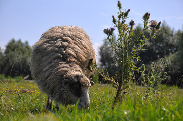 Sheep in a meadow on green grass