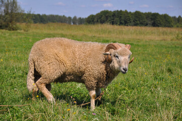 Obraz premium Sheep in a meadow on green grass