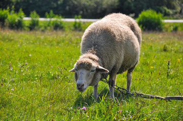 Sheep in a meadow on green grass