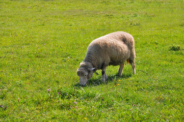Naklejka na ściany i meble Sheep in a meadow on green grass