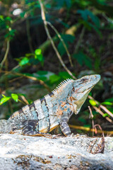 Obraz premium Mexican iguana lies on rock stone nature forest of Mexico.