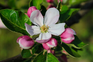An apple blossom in detail with leafs on a branch in spring time.