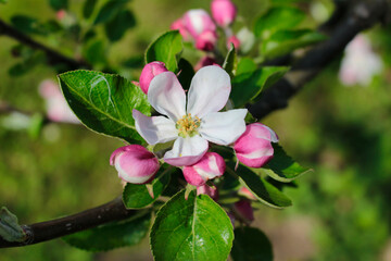 An apple blossom in detail with leafs on a branch in spring time.