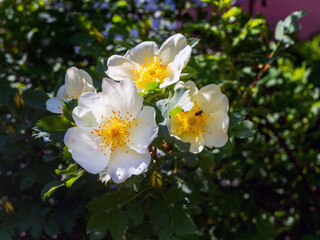 white rosehip flower up close on a clear sunny day in vibrant colors