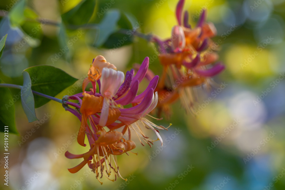 Wall mural close up of nature view flowers and leaves on blurred greenery background with bokeh and copy space 