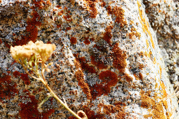 Fototapeta premium brown moss and lichen growing on the surface of the stone