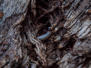 photo of centipede in cracked tree bark