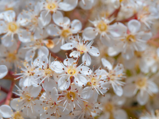 Close photo of a photinia glabra white little pretty flowers