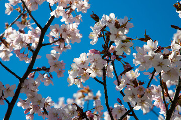 Selective focus. Sakura cherry blossoms branches tree against blue sky background, sakura turn to soft pink color in sunny day and sun shine in morning. Beautiful pink flowers in spring season.