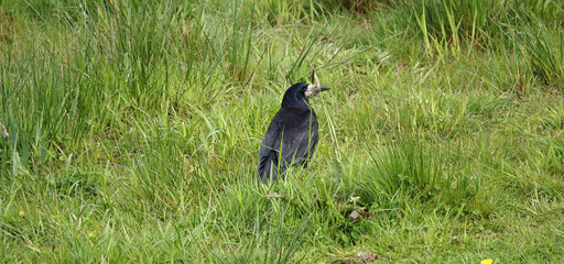 A rook (Corvus frugilegus) sitting in the grass. This bird is a member of the family Corvidae....