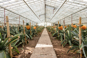 Traditional Azorean Greenhouse with Pineapples fruit plantation at São Miguel Island in The Azores