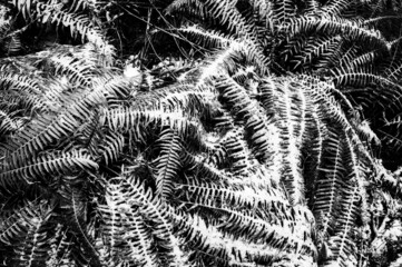 Snow covered ferns, black and white