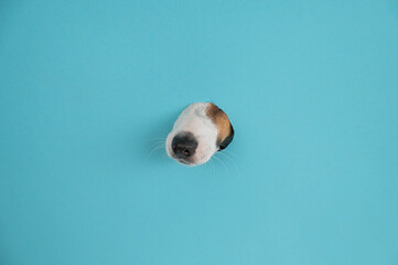 Obraz premium Dog nose from a hole in paper blue background. Copy space. 
