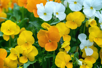 Mix of orange, yellow and white pansy blossoms.
