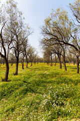 Green carpet of grass