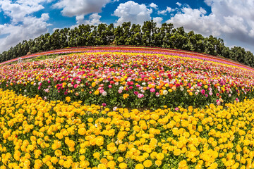Fototapeta premium Windy spring day on flower farm