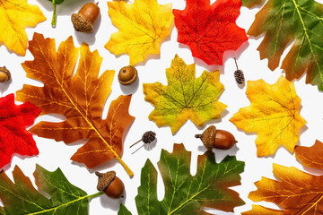 Autumn frame composition, isolated on white background. Colorful maple leaves and berries