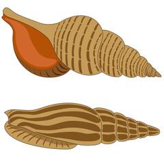 See shells, isolated on white background. Clip art, vector.