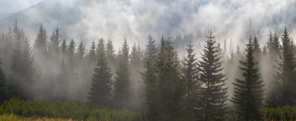 Tannenwald auf Bergtal in dichtem Nebel und Wolken, natürlicher Berghintergrund © Yuriy Kulik