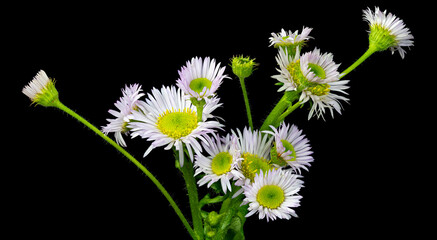 Cluster of Robin's plaintain flowers (Erigeron pulchellus), a wildflower native to eastern North America